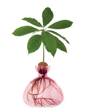 Lade das Bild in den Galerie-Viewer, Ilex Studio Avocado Vase