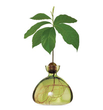 Lade das Bild in den Galerie-Viewer, Ilex Studio Avocado Vase